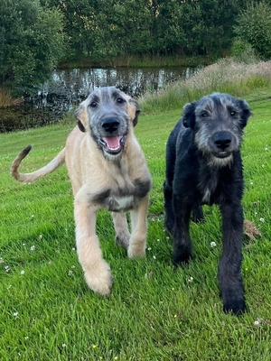Pups on patrol: Irish Wolfhound pups Murphy and Mulligan have moved into Ashford Castle. 