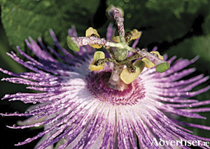Passiflora herb (passionflower) has long been a favourite, a wonderful gentle non-addictive herb for anxiety as it has anxiolytic effects on the nervous system containing phytochemicals which have a calming effect on the mind, muscles and nervous system.
