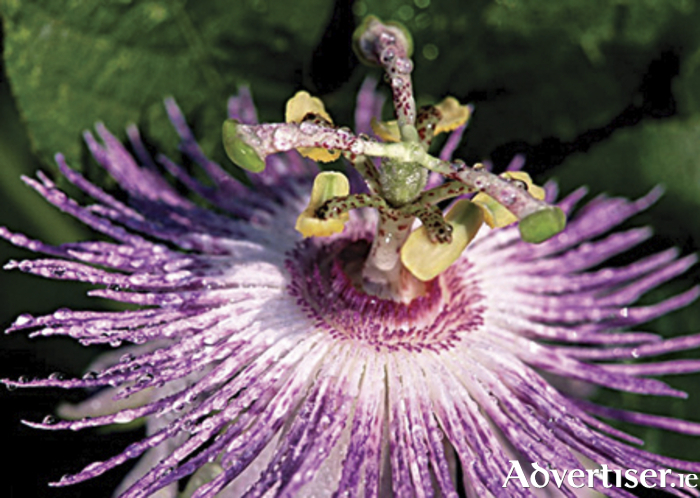 Passiflora herb (passionflower) has long been a favourite, a wonderful gentle non-addictive herb for anxiety as it has anxiolytic effects on the nervous system containing phytochemicals which have a calming effect on the mind, muscles and nervous system.