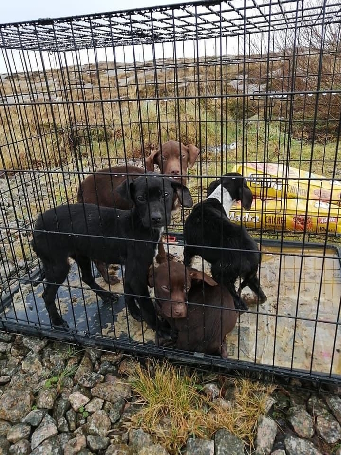 A clutch of abandoned pups in Ros a Mhil. 