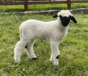 A Valais Blacknose lamb.