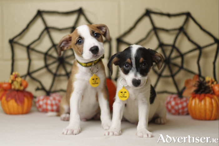 Dogs Trust Ireland concerned as pet owners express concerns as Halloween looms