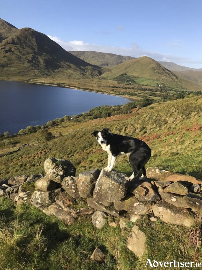 One of the Joyce Country Sheepdogs. 