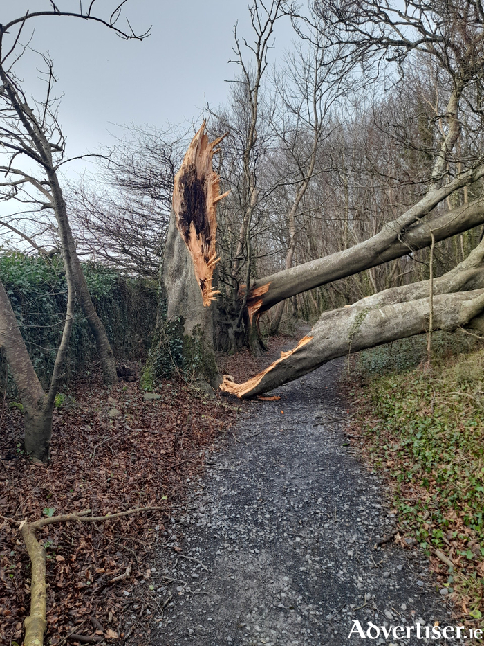 Authorities have advised to avoid walking in woodland where damaged trees may still fall