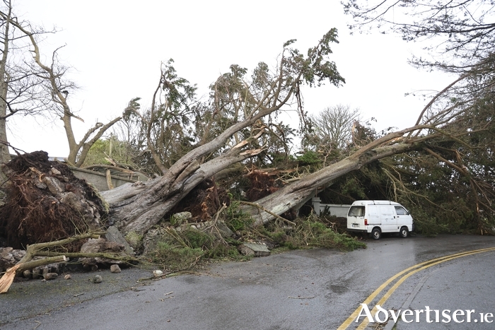 Trees down in Galway. The City Council has lost at least 1,500 trees to Storm Éowyn (Photo: Mike Shaughnessy)