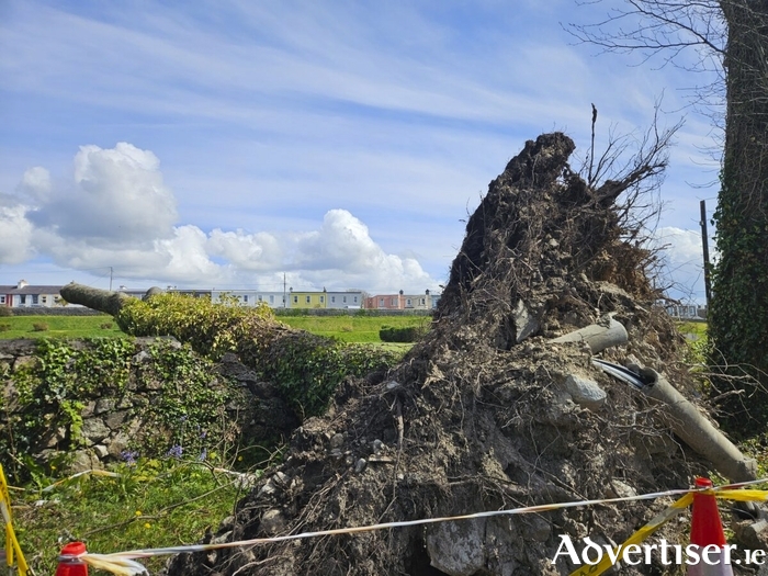 A tree uprooted by Storm Éowyn has exposed cable ducting in Salthill