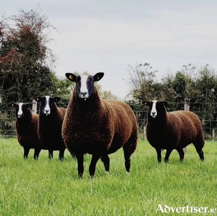 Zwartbles sheep farmed in Galway for 20 years