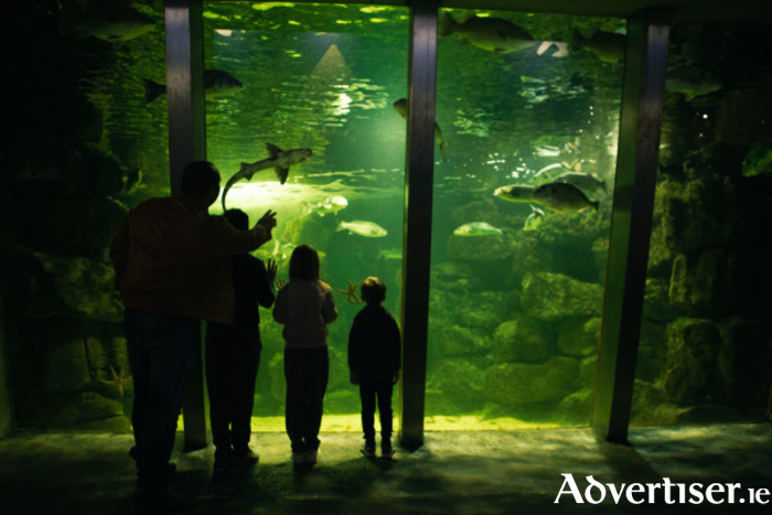 The Galway Atlantaquatia's 'Ocean Tank' which holds over 150,000 litres of seawater and a variety of saltwater fish species.
