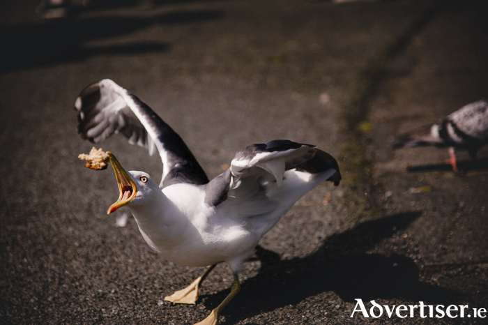 Using AI technology, local academic, Dr John Jennings proposes a potential solution to the growing issue of Galway's gulls. Photo: iStock.