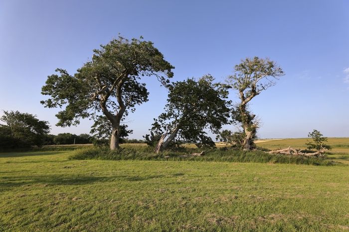 Rinville Park. 
Photo courtesy of Chaosheng Zhang.