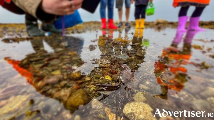Clean Coasts Volunteers find a Velvet swimming crab (Necora puber) on Grattan Beach, Salthill
