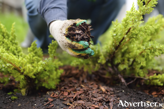 Make the most of your garden this August with these handy tips. Photo: iStock.