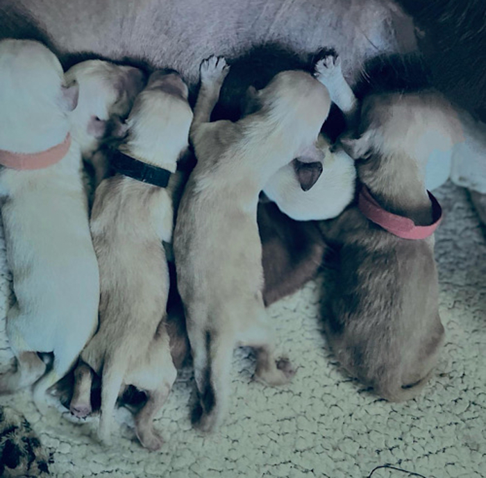 Pictured here are some of the 13 pups nursing from their mother after being reunited earlier this week. 
