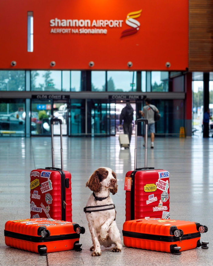 Meet Brody, a two-year-old “sprocker” (springer spaniel crossed with cocker spaniel), one of Revenue’s canine crimefighters.