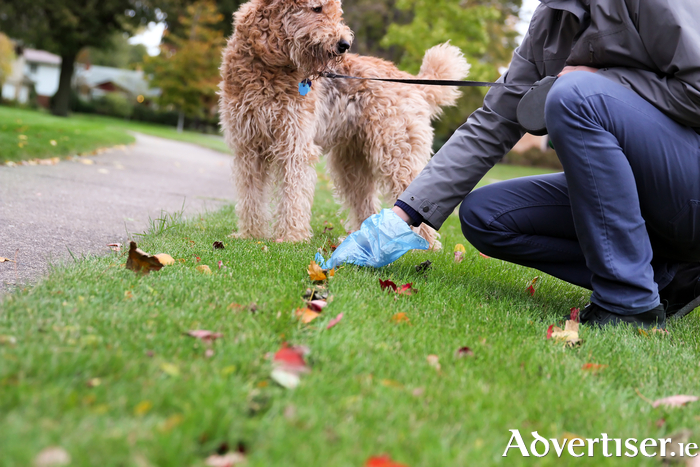 Man picking up/cleaning up dog droppings. Photo: iStock. 