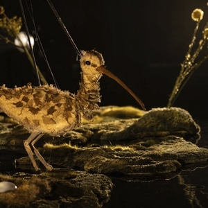 A very lifelike curlew in &#039;Fen&#039;