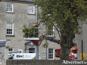 The Elm Landscaping and Tree Surgery Services team hard at work. 