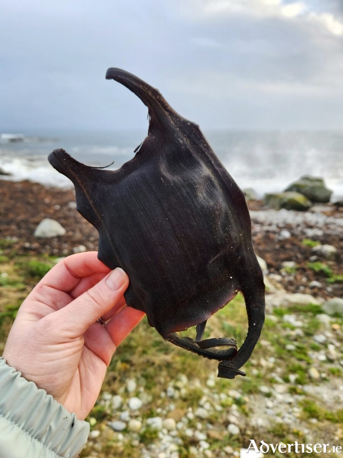 The rare white skate egg case was discovered by Clean Coasts volunteers.