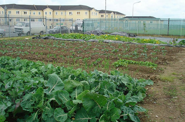Ballybane Community Garden. 