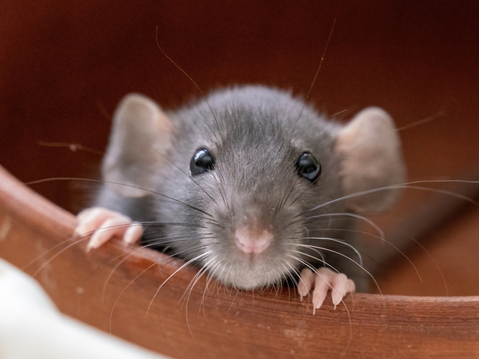 A mouse pictured last night.