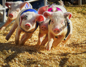 There's nothing like a piglet-powered Grand Prix