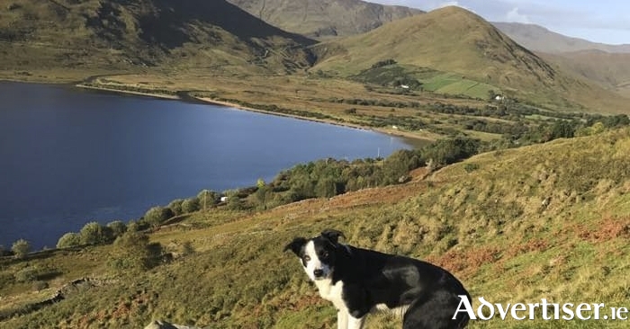 One of the many collies of Joyce Country Sheepdogs.