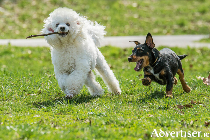 Burren School for Dogs offer a unique dog play centre.