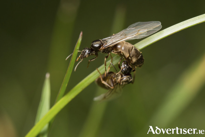 During the summer months of July and August, winged ants can be seen flying from the ground into large mating swarms