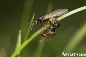 During the summer months of July and August, winged ants can be seen flying from the ground into large mating swarms
