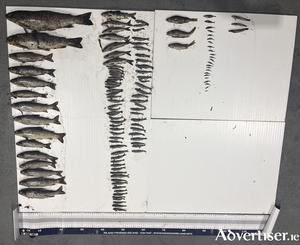 The fish recovered from the Dunkellin River last week.