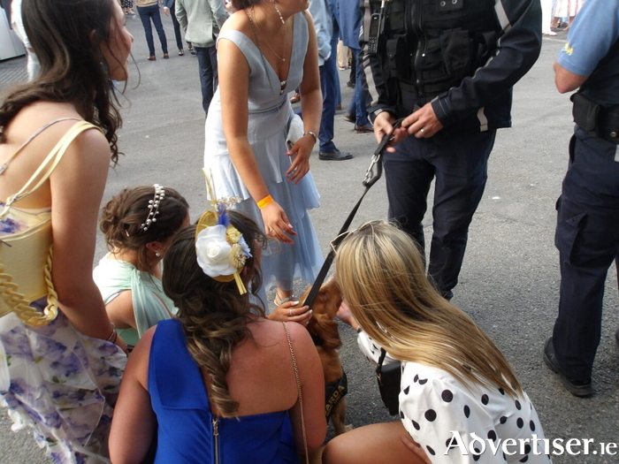 A Garda dog delighting in attention from racegoers. Photo: Gr&aacute;inne Greene