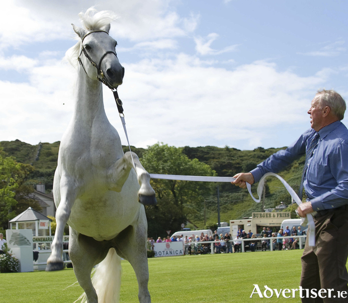 Padraic Hynes from Ballinafad, Co. Galway with Canal Lady at the 88th Annual Connemara Pony Show in 2011, Clifden. Photo: Andrew Downes