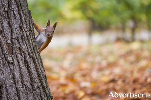 Grub's up! A squirrel reacts to news of city council's nuts initiative.